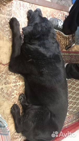 Собака Лабрадор