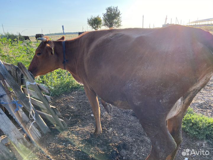 Коровы дойные