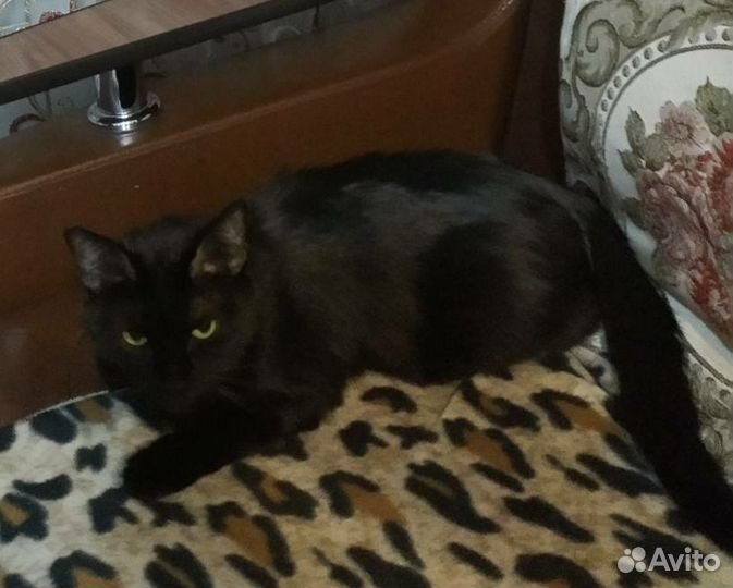 Кошки в добрые руки