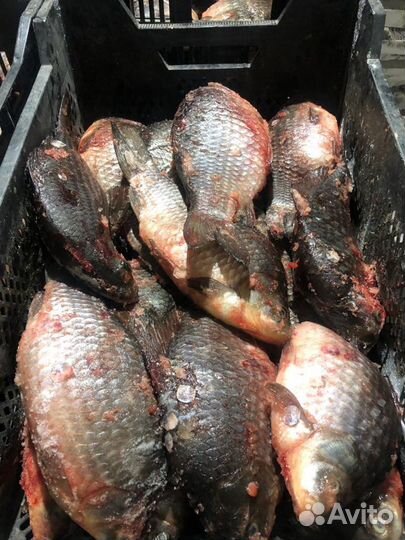 Карась оптом