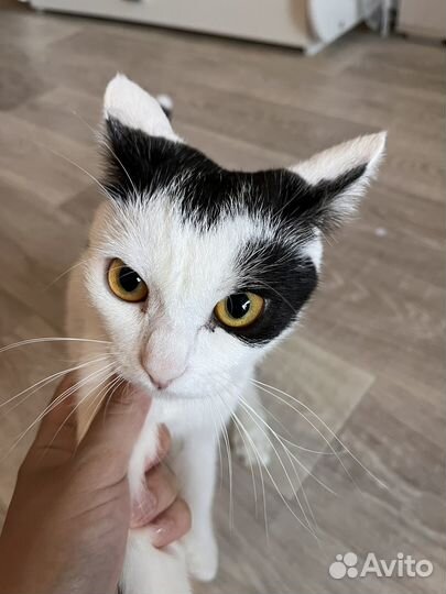 Отдам кошку