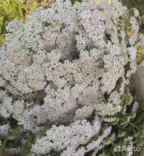 Масло эфирное (1мл)