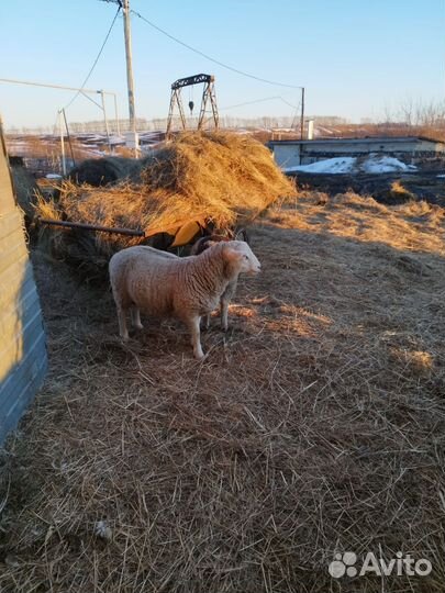 Бараны, ярки