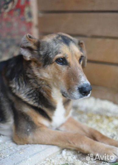 Пёс из приюта не хочет жить потерял веру и надежду