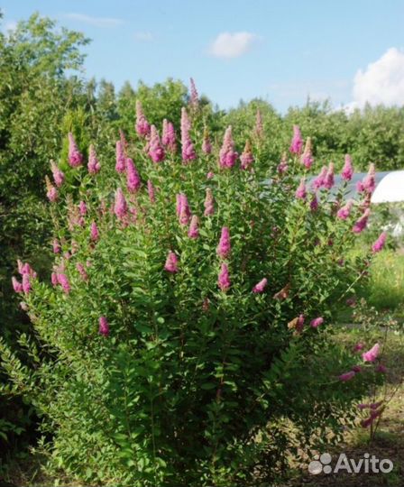 Спирея билларда