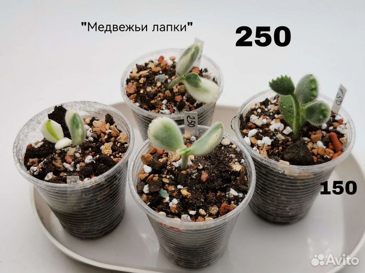 Эхеверия Котиледон Граптоверия