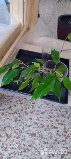 Фикус Наоми голд