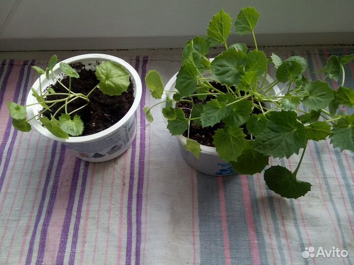 Кампанула (невеста)