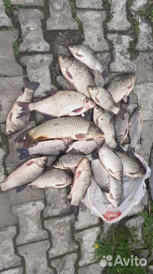 Фидерный монтаж