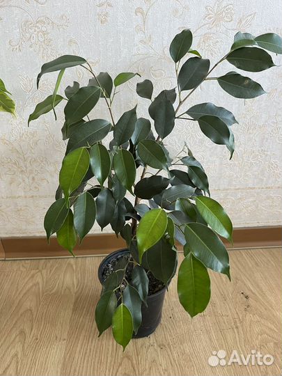 Фикус бенджамина
