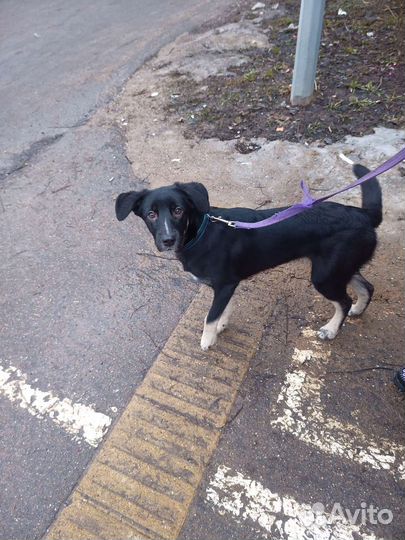 Собака в добрые руки щенок