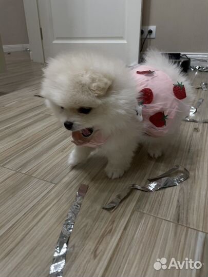 Платье для животных