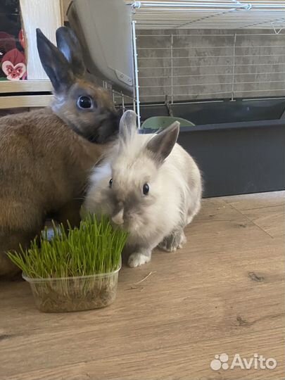 Декоративные кролики