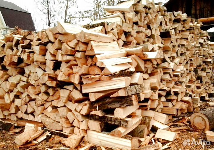 Береза на выбор