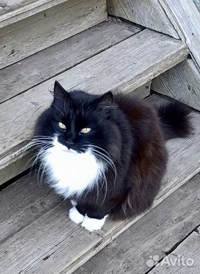 Кошка мышелов