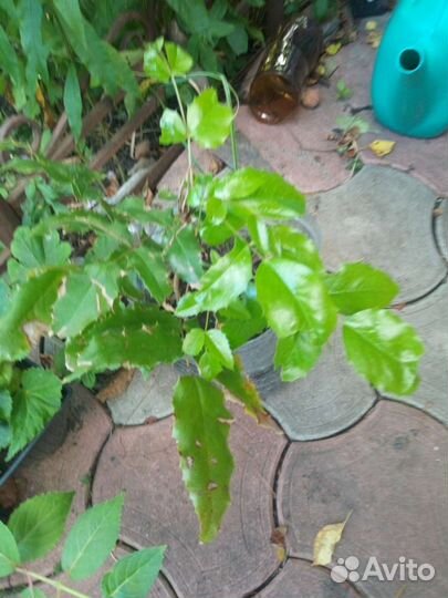 Магония падуболистная