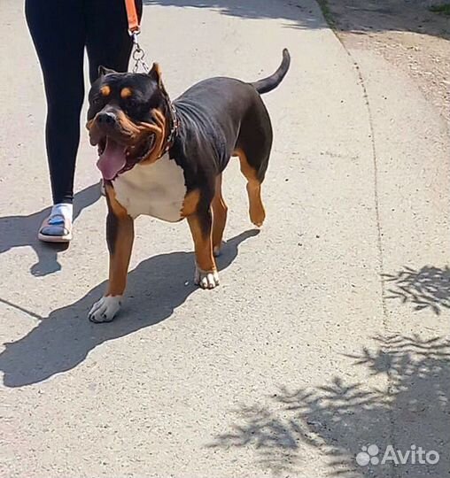 Американский булли xl