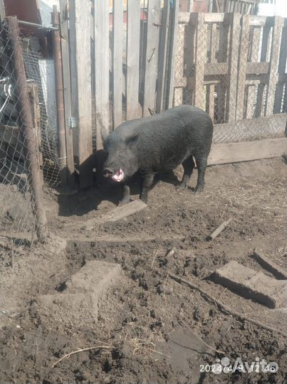 Поросята вьетнамские и вьетнамские смешанные