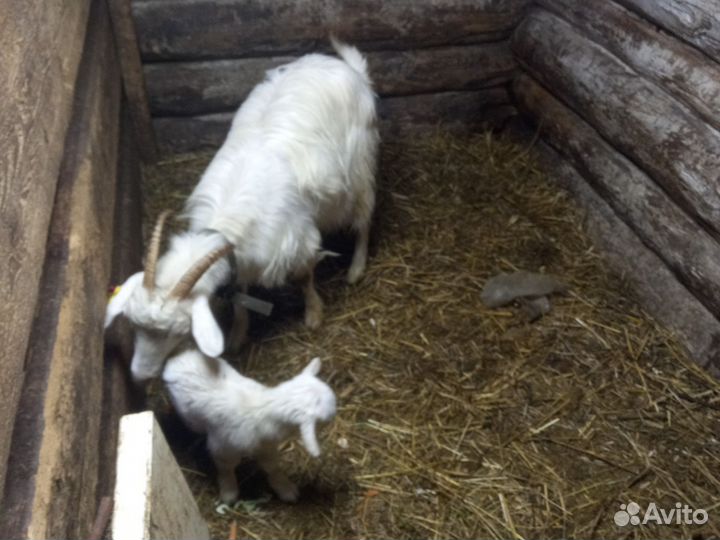Козы и козлята продажа
