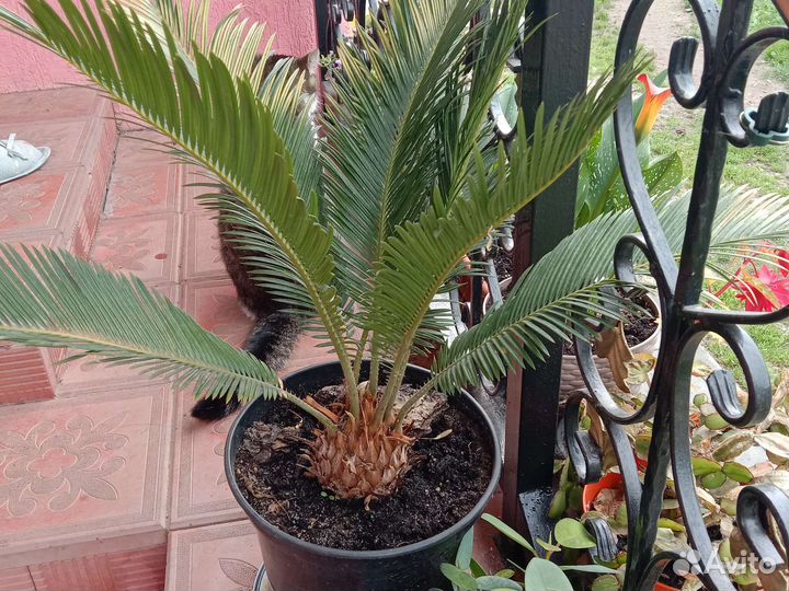 Пальма цикас Революта