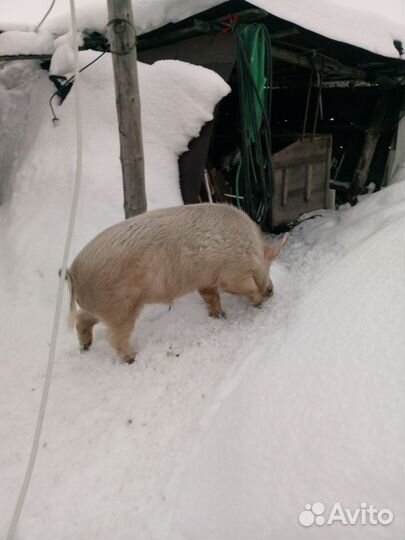 Хряк на племя