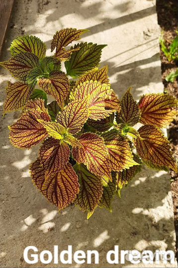 Колеусы садовые