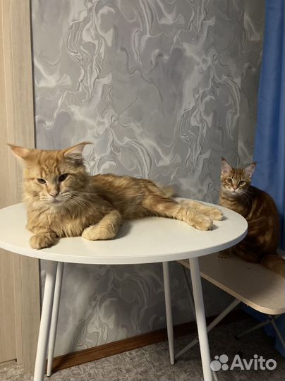 Вязка кошки мейн-кун