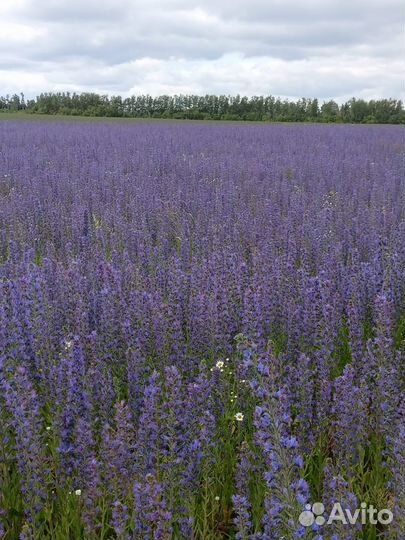 Мед оптом и в розницу 2023, прополис