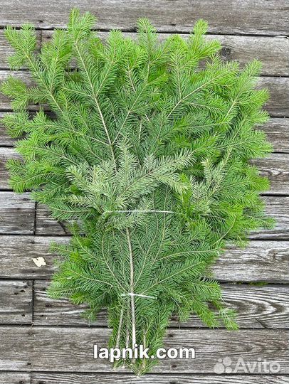 Лапник пихтовый