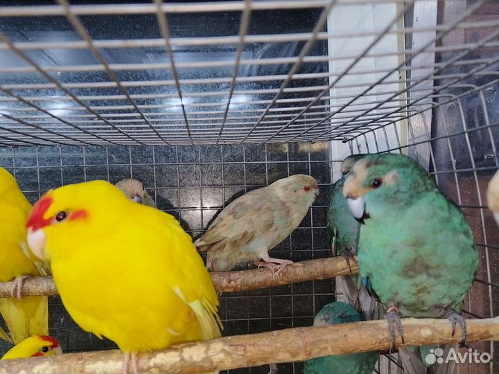 Попугай волнистик,какарик,неразлучник
