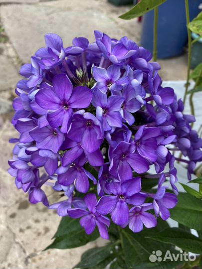 Флоксы синие отдельно выращенные