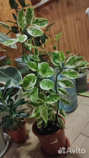 Педилантус