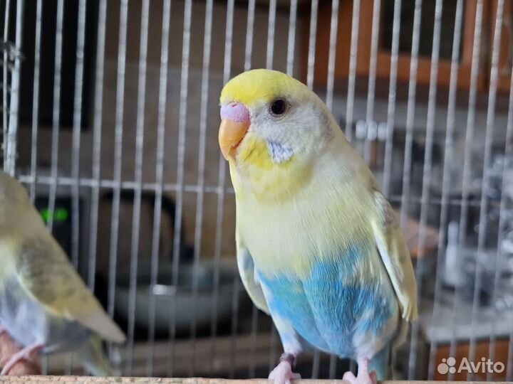 Волнистый попугай пара