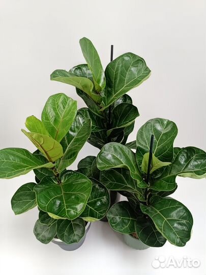 Фикус Лирата Бамбино