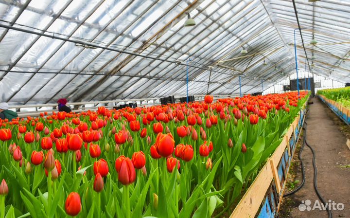 Тюльпаны срезка опт от теплицы