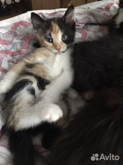 Котята от домашней кошки бесплатно