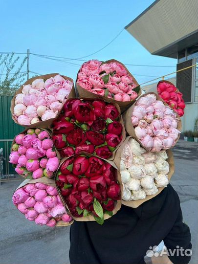 Пионы / Доставка цветов