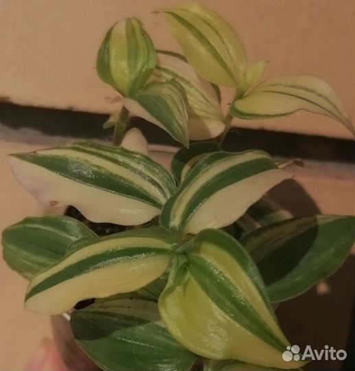 Традесканции сортовые альбом 2