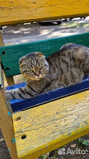 Кошка потеряшка