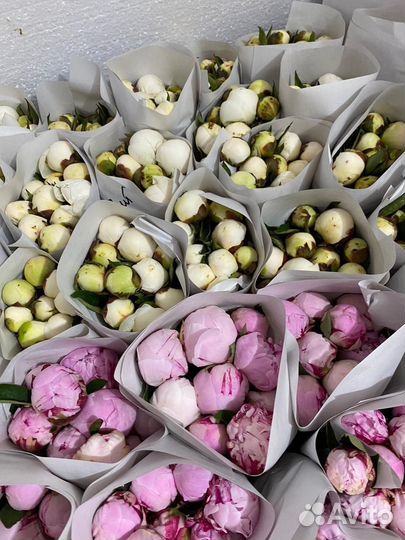 Букет цветов пионы цветы пион