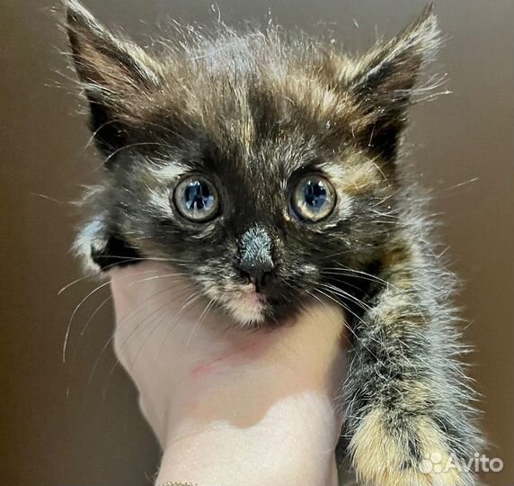 Спасите Бусинку