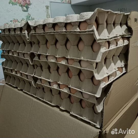Кобб 500 испания