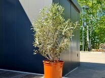 Оливковое дерево Europaea Bush