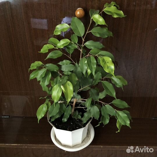 Фикус бенджамина