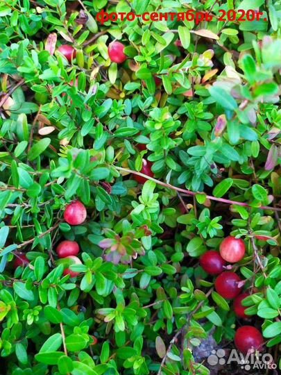 Саженцы садовой клюквы