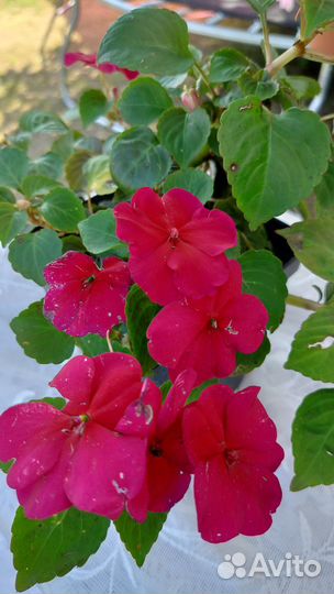 Продам бальзамин