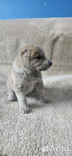 Щенки сао Алабая