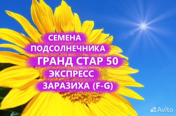 Семена подсолнечника Гранд Стар 50 Гибрид, Майкоп