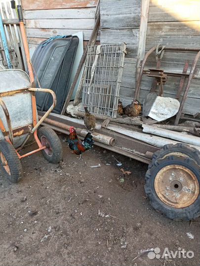 Куры и утки домашние