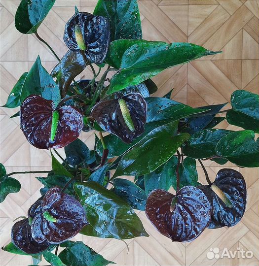 Антуриум Блэк Квин / Anthurium Black Queen